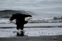 Eagle Landing - Digital Photography - By Bonnie Kratzer, Nature Photography Artist