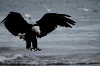 Eagle By The Sea - Digital Photography - By Bonnie Kratzer, Nature Photography Artist