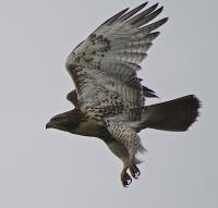Hawk In Flight - Digital Photography - By Bonnie Kratzer, Nature Photography Artist