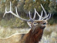Early Autumn Hunger - Acrylic Paintings - By Sue Kroll, Naturalism Painting Artist