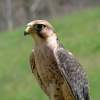 Bird Of Prey - Digital Photography - By Virgil Armentrout, Nature Photography Artist