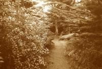 Into The Woods-Sep - Digital Camera Photography - By Maggie Cruser, Photgraphs Photography Artist
