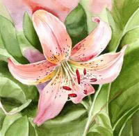 Flowers - Tiger Lily - Watercolor