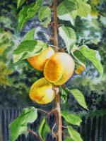 Still Life - Apricot Trio - 80 Dollars - Watercolor