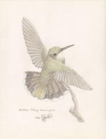 Hummingbird 1 - Pencil And Paper Drawings - By Debby Delfs, Nature Drawing Artist