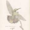 Hummingbird 1 - Pencil And Paper Drawings - By Debby Delfs, Nature Drawing Artist