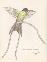 Hummingbird 2 - Pencil And Paper Drawings - By Debby Delfs, Nature Drawing Artist