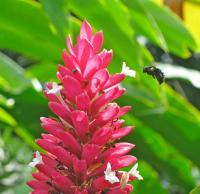 Pink And Pollenator - Digital Photography - By John Davis, Nature Photography Artist