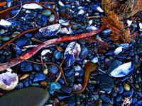 Tidal Bits And Pieces - Digital Photography - By John Davis, Nature Photography Artist