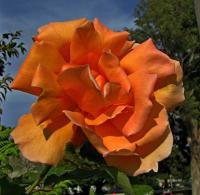 Orange Rose - Digital Photography - By John Davis, Nature Photography Artist