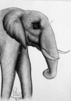 Elephant - Charcoal Cardboard Drawings - By Paul Bonnie Kent, Figuratve Drawing Artist