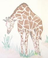 Hungry Giraffe - Colored Pencil Drawings - By Wally Hink, Freehand Drawing Artist