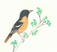 Oriole In Waiting - Colored Pencil Drawings - By Wally Hink, Freehand Drawing Artist
