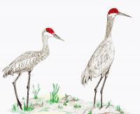 Sandhill Crane Couple - Colored Pencil Drawings - By Wally Hink, Freehand Drawing Artist