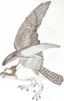 Florida Osprey - Colored Pencil Drawings - By Wally Hink, Freehand Drawing Artist