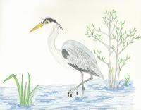 Great Blue Heron -Egret - Colored Pencil Drawings - By Wally Hink, Freehand Drawing Artist