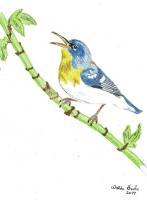 Warbler - Colored Pencil Drawings - By Wally Hink, Freehand Drawing Artist