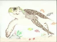 Loggerhead Turtle - Colored Pencil Drawings - By Wally Hink, Freehand Drawing Artist