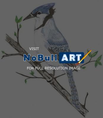 Birds - Blue Jay - Colored Pencil