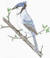 Blue Jay - Colored Pencil Drawings - By Wally Hink, Freehand Drawing Artist
