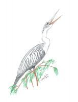 Anhinga - Colored Pencil Drawings - By Wally Hink, Freehand Drawing Artist