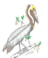 Brown Pelican - Colored Pencil Drawings - By Wally Hink, Freehand Drawing Artist