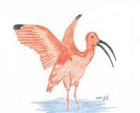 Red Ibis - Colored Pencil Drawings - By Wally Hink, Freehand Drawing Artist