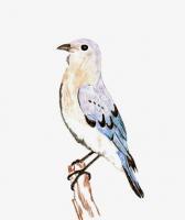 Eastern Bluebird - Colored Pencil Drawings - By Wally Hink, Freehand Drawing Artist
