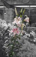 Lilies - Photography -- Digitally Edite Digital - By Alexis Hejna, Select Color Digital Artist
