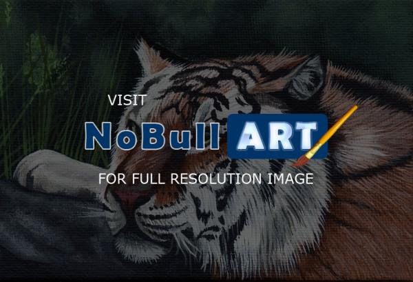 Naturewildlife - Tiger At Rest - Acrylic