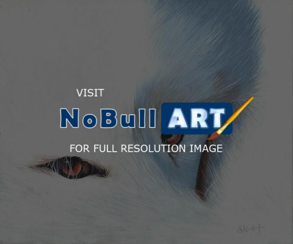 Naturewildlife - Arctic Fox - Acrylic