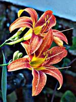 Daylillies - Digital Photography - By Chirleen Evans, Nature Photography Artist