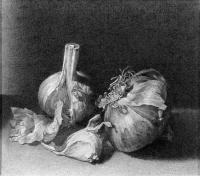 Garlic - Ink On Paper Drawings - By Yury Kushevsky, Classical Realizm Drawing Artist