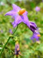 Wild Flower - Digital Photography - By Virginia -, Digital Photography Artist