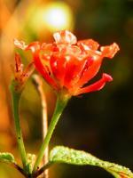 Jungle Flower - Digital Photography - By Virginia -, Digital Photography Artist