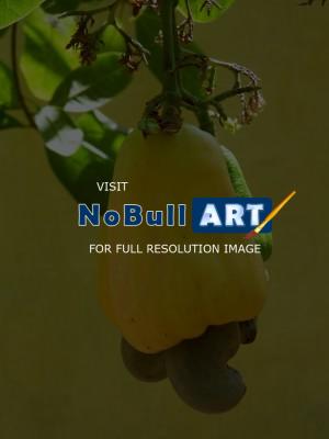 My Photos - Kaju Fruit - Digital