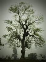 The Tree - Effect Foro Stenopeico Photography - By Virginia -, Digital Photography Artist