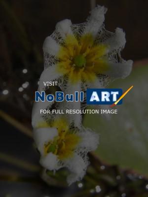 My Photos - Lake Flower - Digital