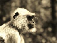 Langur Bw - Black And White Photography - By Virginia -, Digital Photography Artist