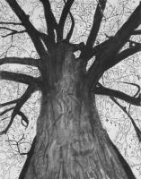 Tall Tree - Charcoal Drawings - By Cathy Jourdan, Realism Drawing Artist