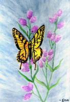 Butterfly - Water Color Paintings - By Elsa Bucio, Watercolor Painting Artist