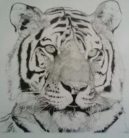 The Tiger Dream Warden - Ink And Graphite Drawings - By Martin Day, Black And White Drawing Artist