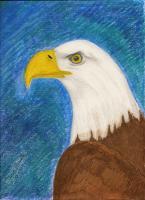 Bald Eagle Painting - Mixed Media Paintings - By Janet Marston, Realism Painting Artist