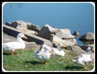 Photos - Water Scenes - Quack Quack Quack - Digital
