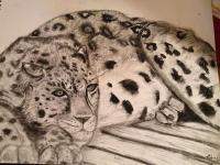 Lazy Leopard - Charcoal On Paper Drawings - By Amanda Schaff, Animals Drawing Artist