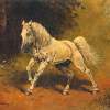 White Horse - Oil Paintings - By S   O   L   D S   O   L   D, Realism Painting Artist