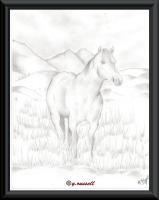 Horse - Pencilpaper Drawings - By Yancey Russell, Blackwhite Drawing Artist
