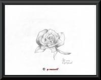 Rose - Pencilpaper Drawings - By Yancey Russell, Blackwhite Drawing Artist