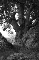 Private - Sturdy Old Tree - Photography