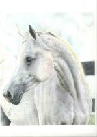 Horse - Colored Pencils Drawings - By Fatima Jaffery, Realism Drawing Artist